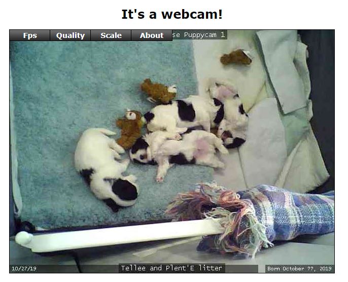 hacked_puppies